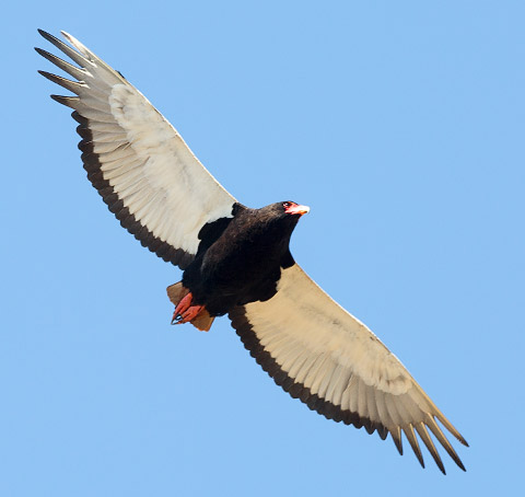 Bateleur female in flight